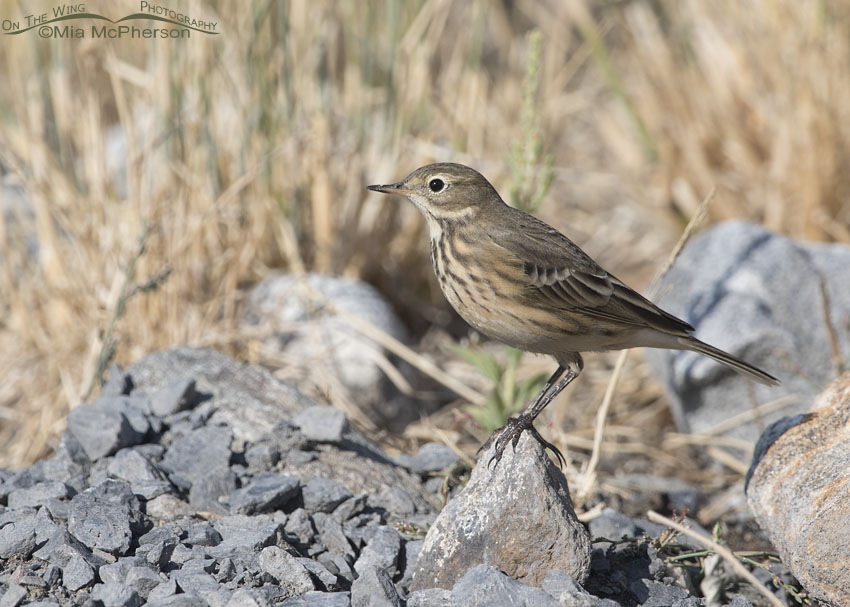 American Pipit close to the ground