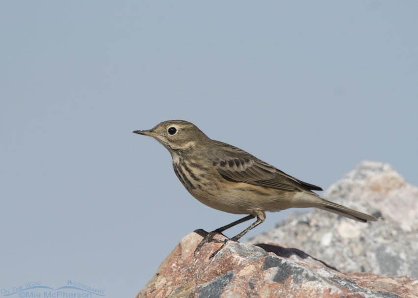 American Pipit crouching on a rock