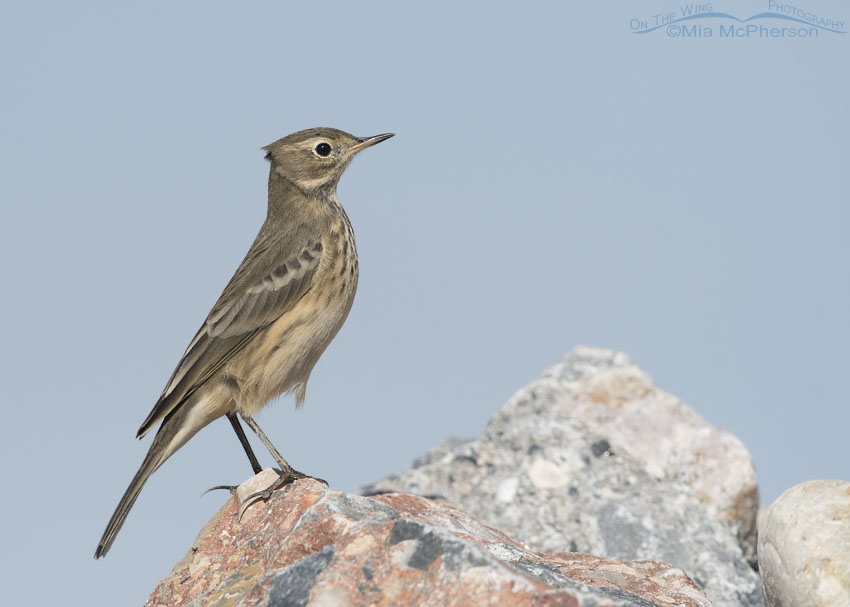 American Pipit standing tall