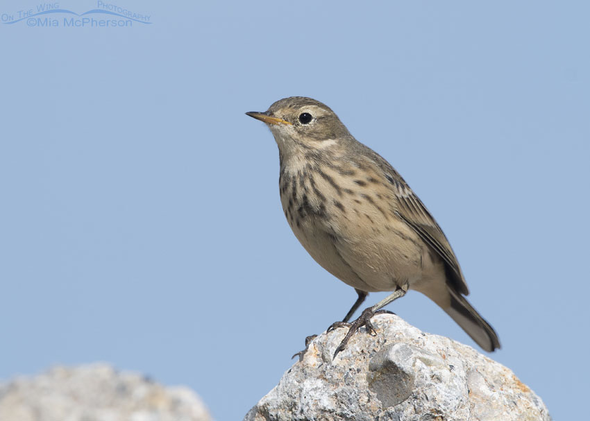 American Pipit perched on a white rock