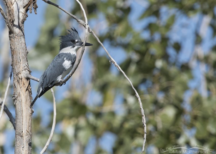 Fall Belted Kingfisher male