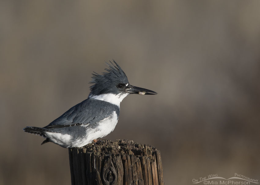 Male Belted Kingfisher with prey in his bill
