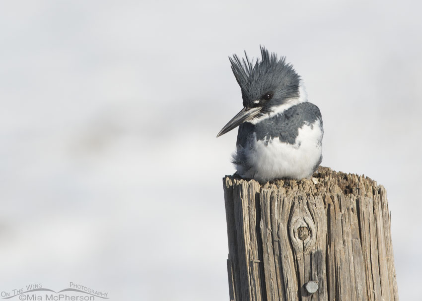 Male Belted Kingfisher and snow
