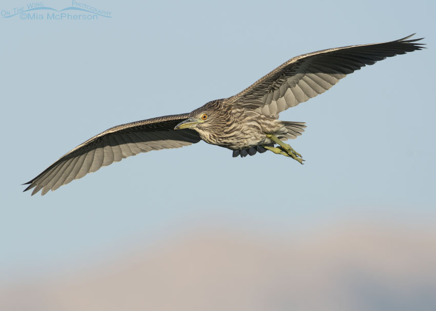 Flying juvenile Black-crowned Night Heron with Promontory Mountains in the distance