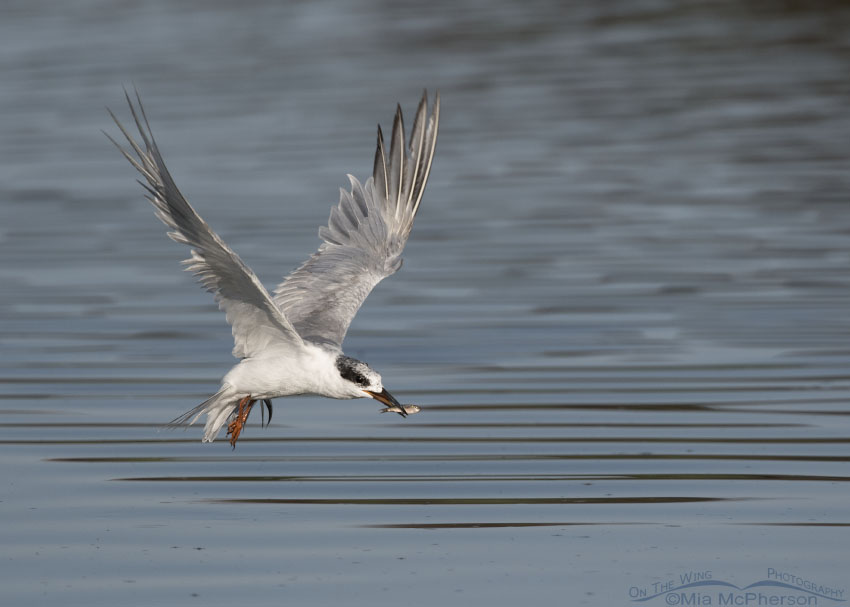 Nonbreeding adult Forster's Tern in flight with prey