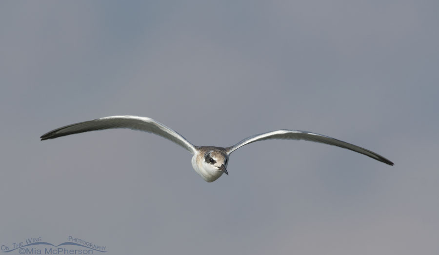 Juvenile Forster's Tern in flight