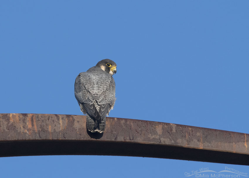 Adult Peregrine Falcon on a rusty metal perch