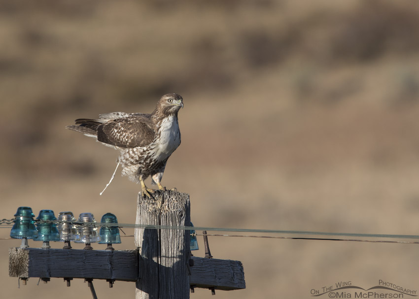 Juvenile Red-tailed Hawk letting loose on a telegraph pole