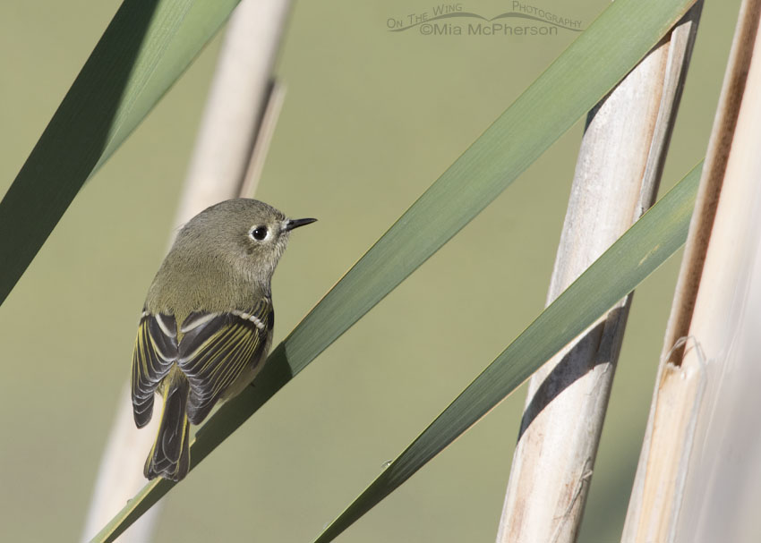 Ruby-crowned Kinglet in Cattails