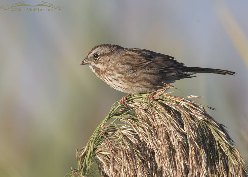 Adult Song Sparrow at Bear River MBR