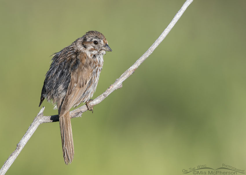 Messy immature Song Sparrow