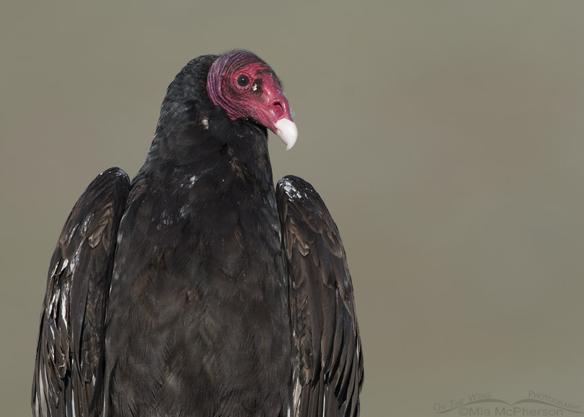 Turkey Vulture close up