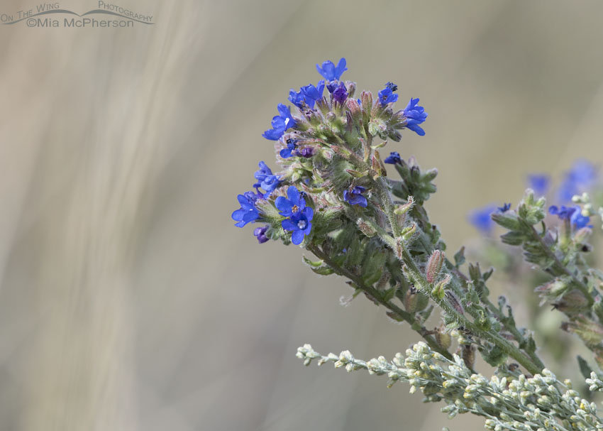 Bunch of blue wildflowers - Common Bugloss