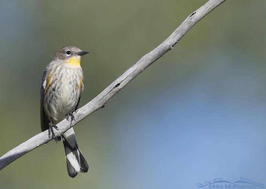 Yellow-rumped Warbler perched over a pond