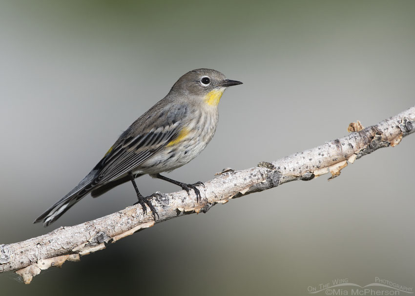 Migrating Yellow-rumped Warbler