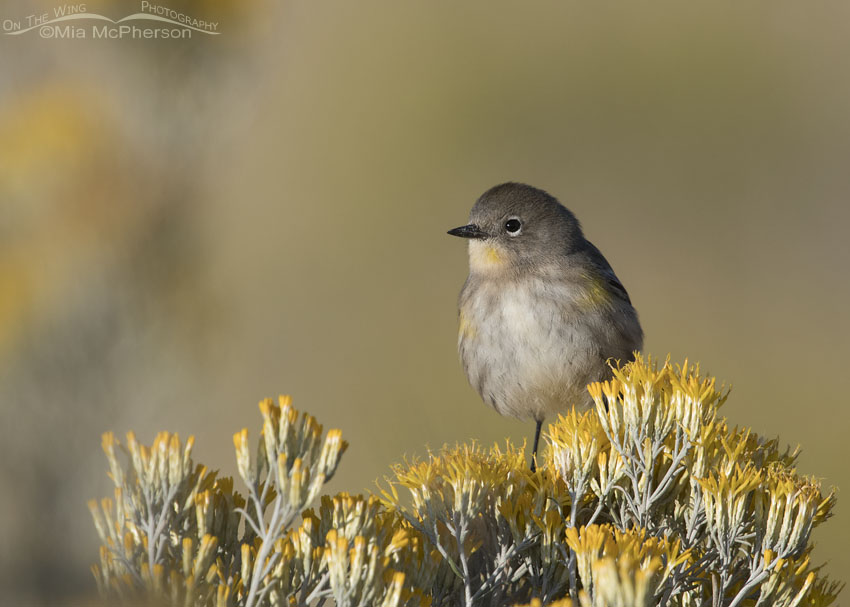 Yellow-rumped Warbler perched on blooming Rabbitbrush
