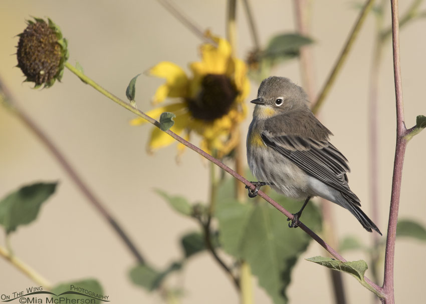 Yellow-rumped Warbler perched on wild sunflowers