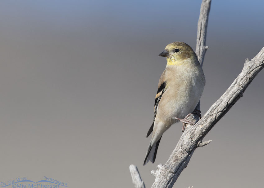 American Goldfinch in nonbreeding plumage