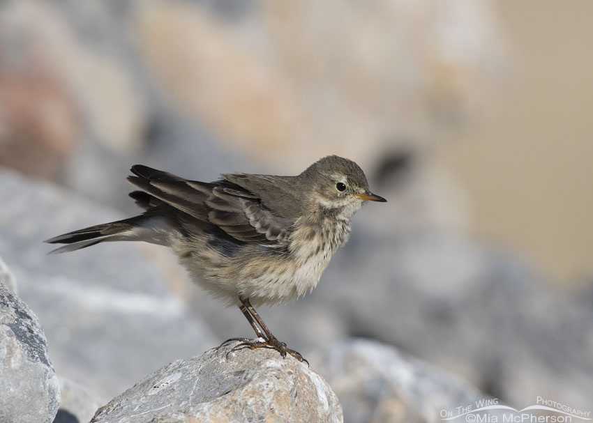 Fluffed up American Pipit