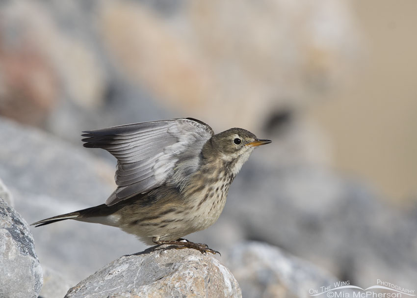 American Pipit stretching both its wings