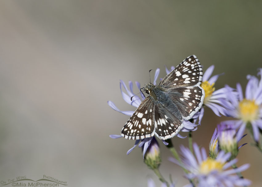 Common Checkered-Skipper on aster