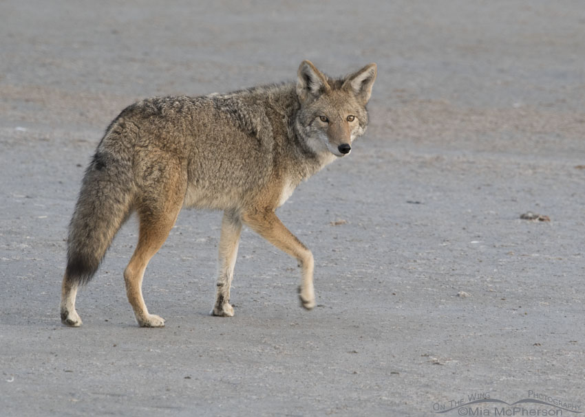Coyote on the shore of the Great Salt Lake just after dawn