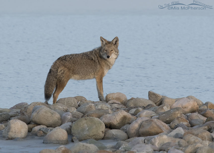 Coyote, the Great Salt Lake and a pile of rocks
