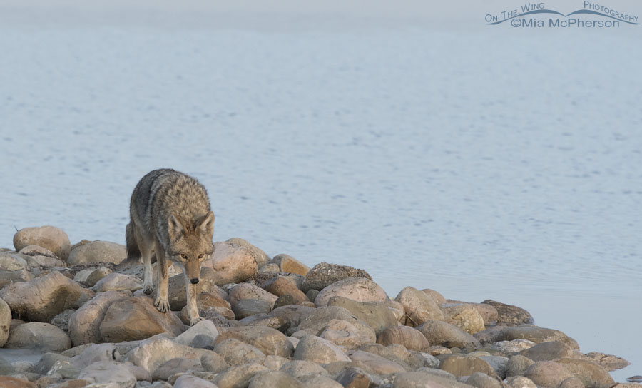 Coyote walking on rocks next to the Great Salt Lake