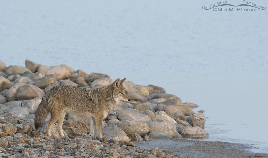 Lone Coyote in dawn's early light