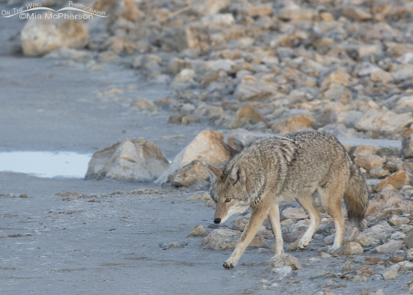 Coyote leaving the rocks next to the Great Salt Lake