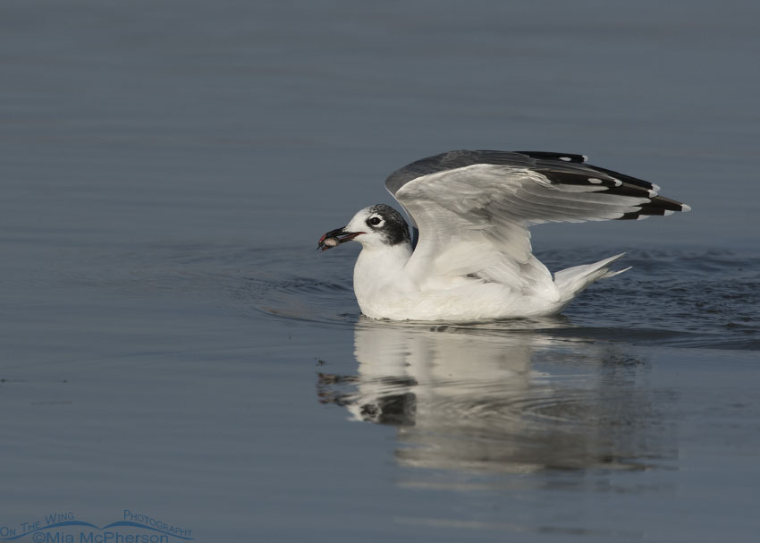 Adult nonbreeding Franklin's Gull with a fish