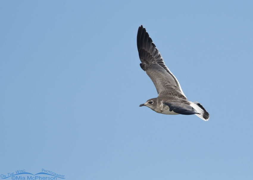 Juvenile Franklin's Gull on the wing