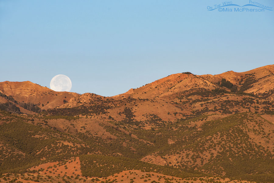 October 6, 2017 - Harvest Moon slipping behind the Stansbury Mountains