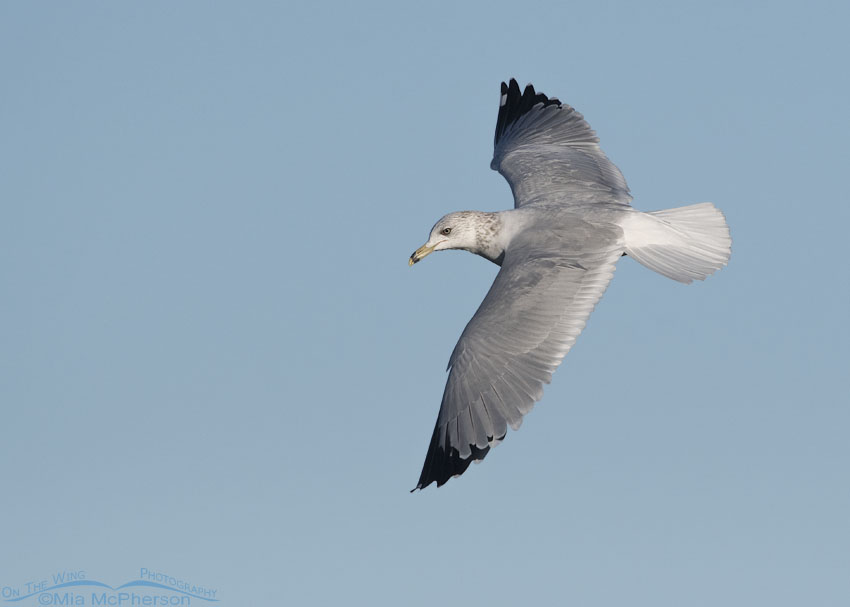 Dorsal view of a Ring-billed Gull
