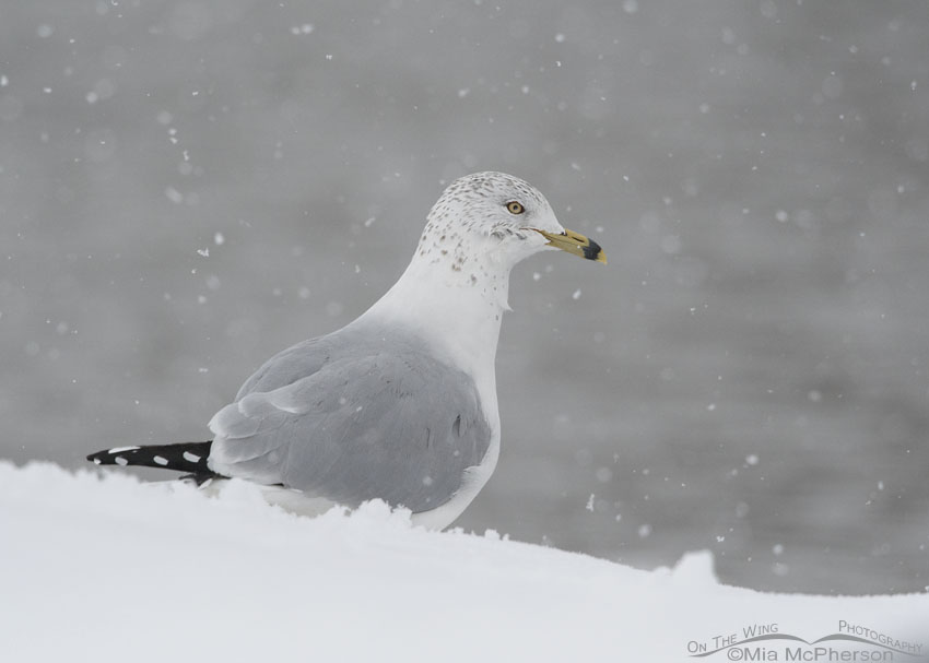 Gray, snowy day Ring-billed Gull