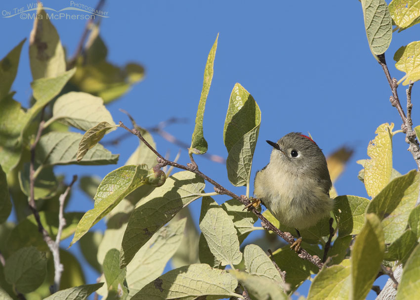 Male Ruby-crowned Kinglet on a bright, sunny day