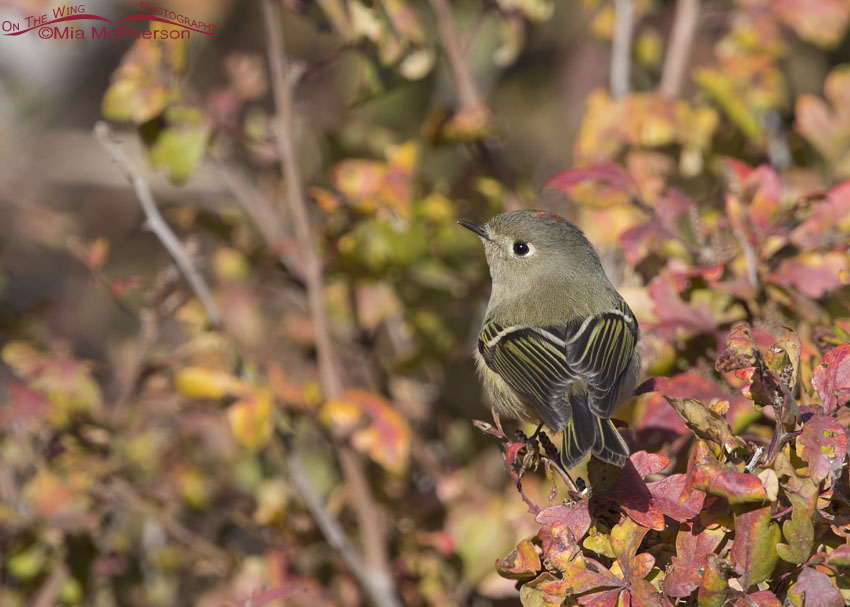 Male Ruby-crowned Kinglet in fall colors