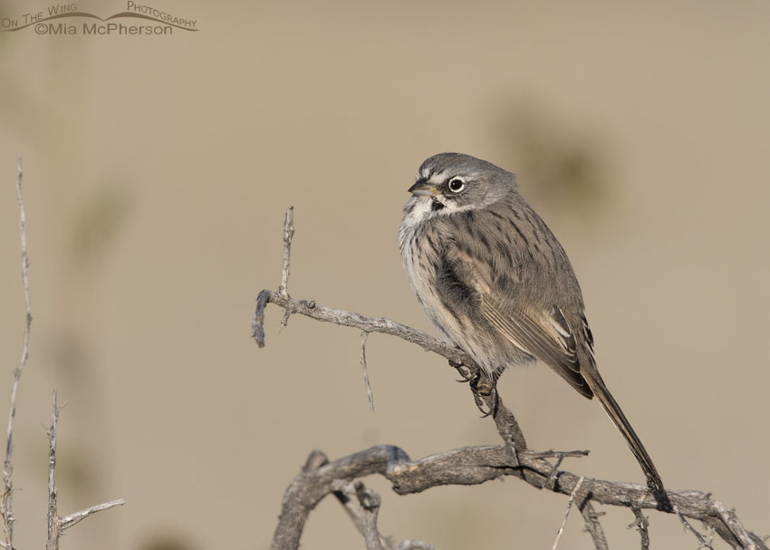 Sagebrush Sparrow Images