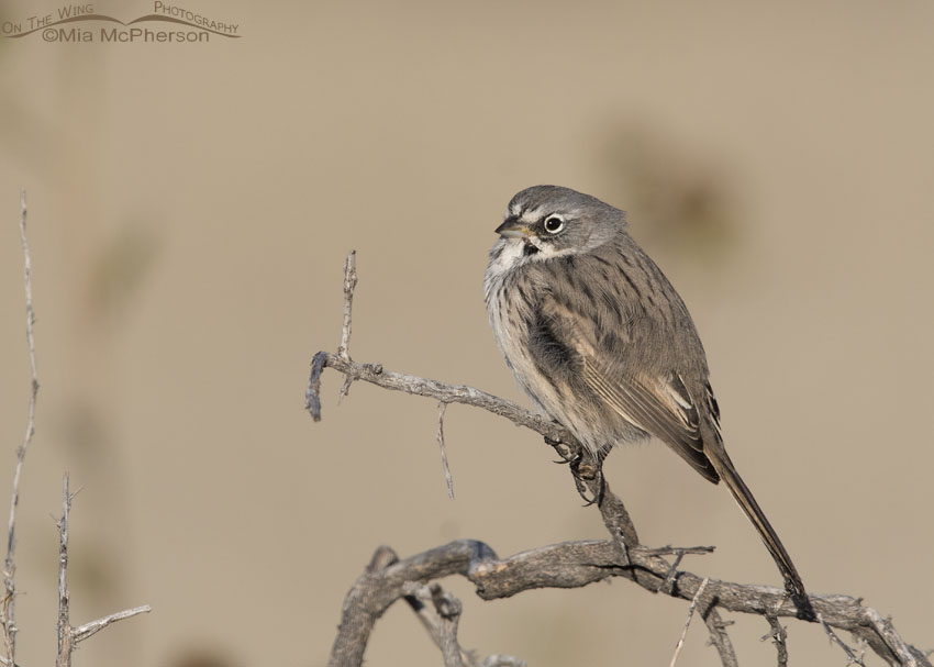 Sagebrush Sparrow in a light breeze