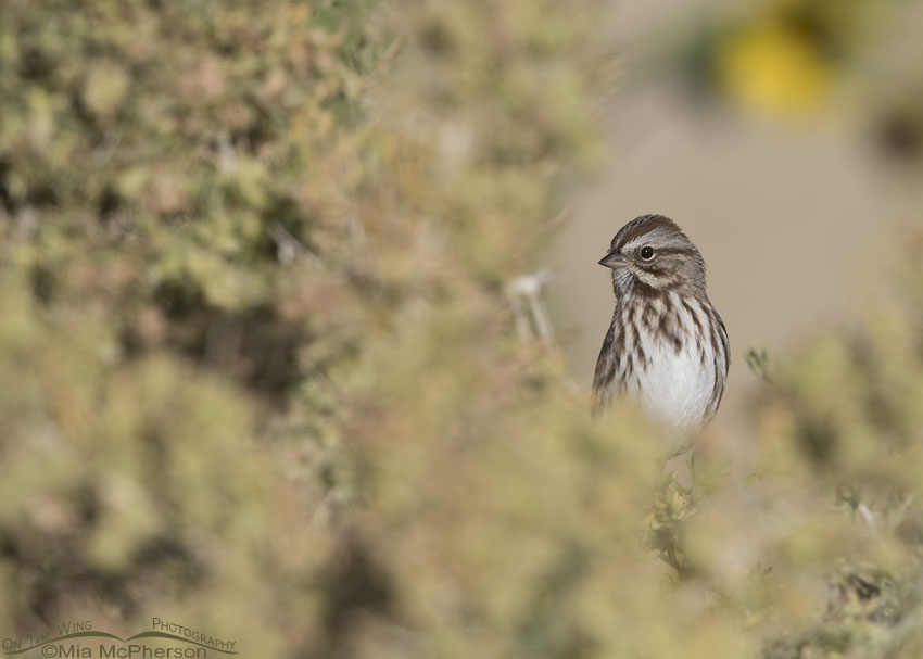 Song Sparrow peeking out of a greasewood