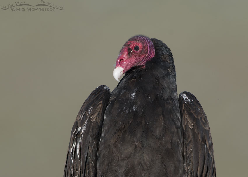 Box Elder County Turkey Vulture portrait