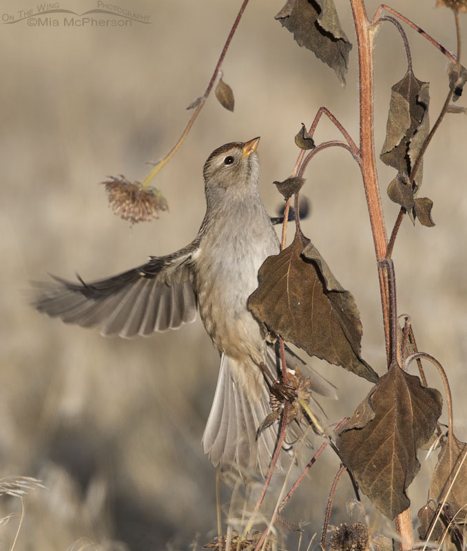 Juvenile White-crowned Sparrow flying up a sunflower stalk