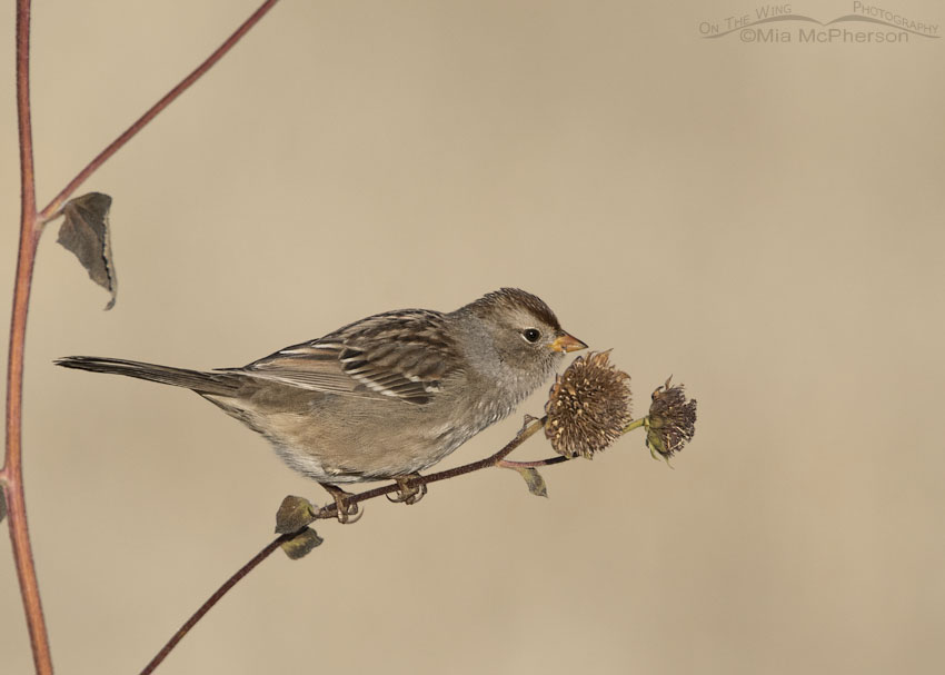 Juvenile White-crowned Sparrow feeding on wild sunflower seeds