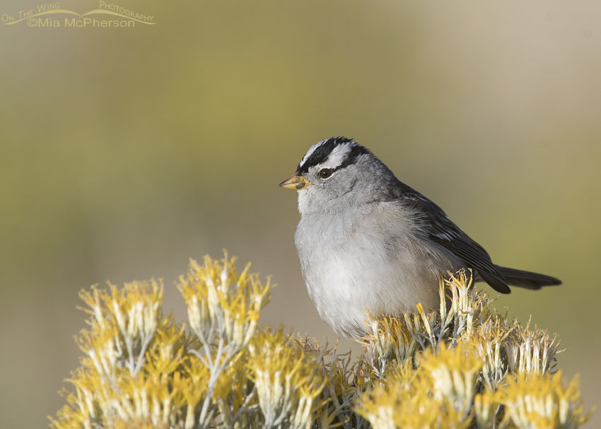 Adult White-crowned Sparrow on Rabbitbrush
