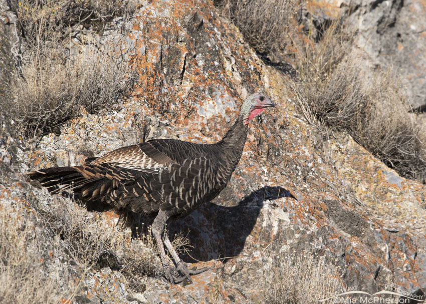 Northern Utah Wild Turkey