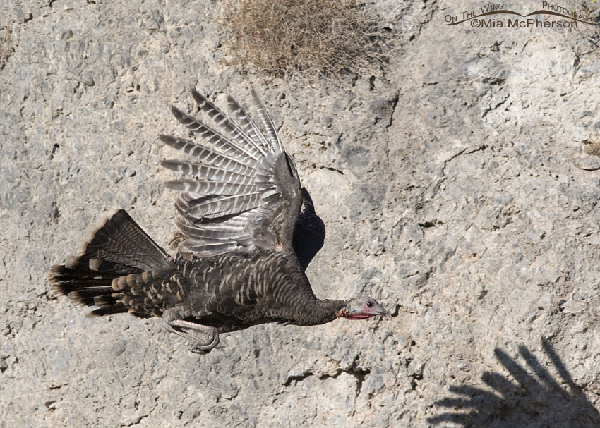 Wild Turkey flying past a cliff face