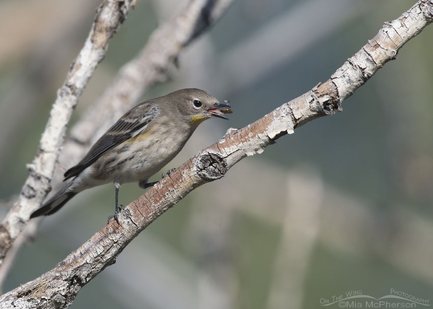 Yellow-rumped Warbler with prey