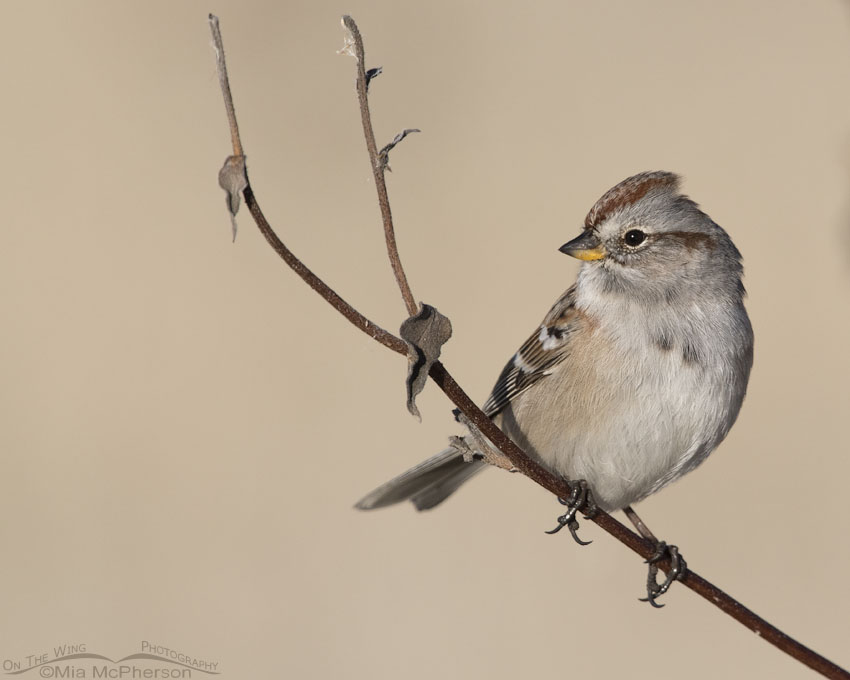 American Tree Sparrow up close