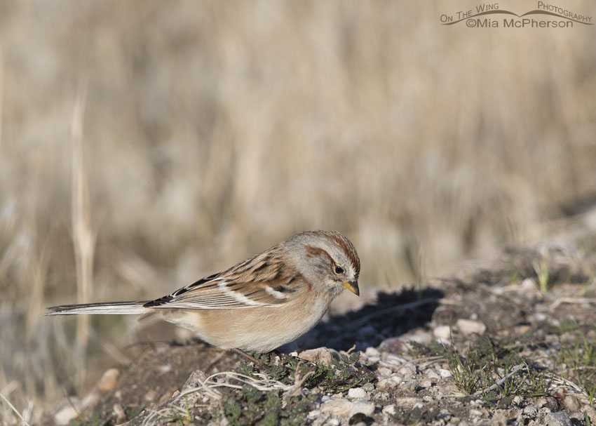 Foraging American Tree Sparrow