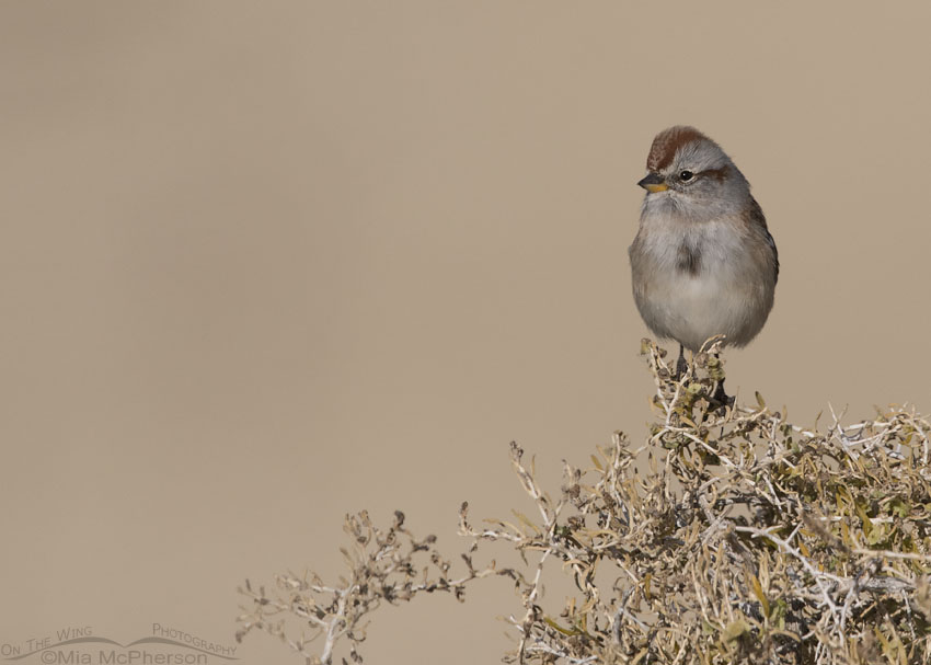 American Tree Sparrow showing its bi-colored bill